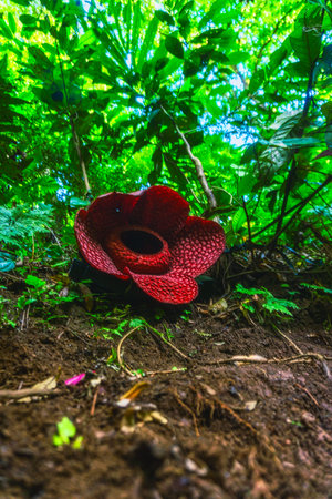 Beautiful morning view Panorama Landscape paddy fields with beauty color and sky natural lightの写真素材