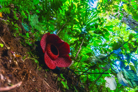 Beautiful morning view in Indonesia. Panorama landscape of paddy fields with beautiful colors and natural light.の写真素材