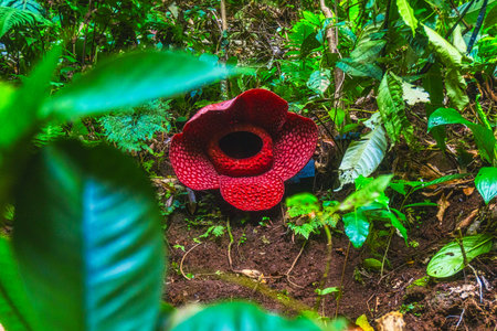 Beautiful morning view indonesia Panorama Landscape paddy fields with beauty color and sky natural lightの写真素材