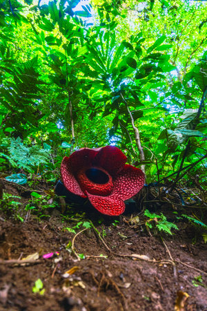 Beautiful morning view indonesia Panorama Landscape paddy fields with beauty color and sky natural lightの写真素材