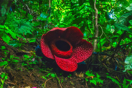 Beautiful morning view indonesia Panorama Landscape paddy fields with beauty color and sky natural lightの写真素材