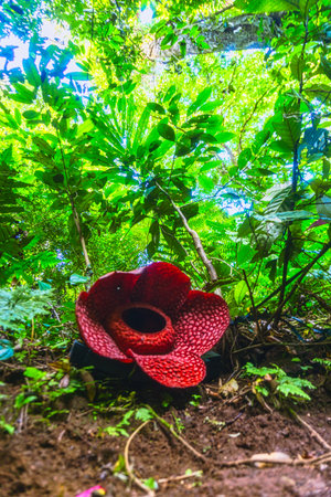 Beautiful morning view indonesia Landscape paddy fields with beauty color and sky natural lightの写真素材
