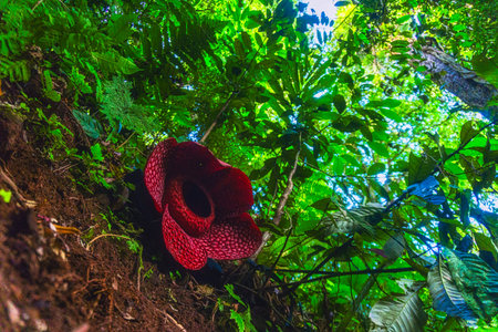 Beautiful morning view indonesia Panorama Landscape paddy fields with beauty color and sky natural lightの写真素材