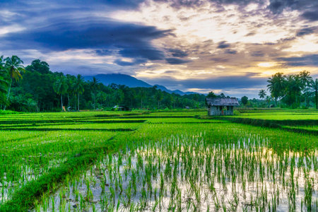 Beautiful morning view Indonesia Panorama Landscape paddy fields with beauty color and sky natural lightの写真素材