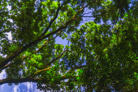 Beautiful morning view indonesia Panorama Landscape paddy fields with beauty color and sky natural lightの写真素材
