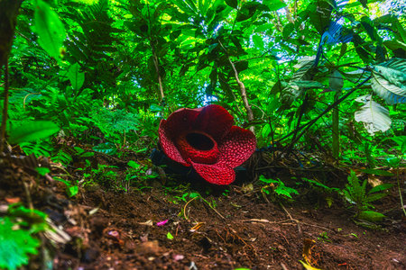 Beautiful morning view indonesia Landscape paddy fields with beauty color and sky natural lightの写真素材