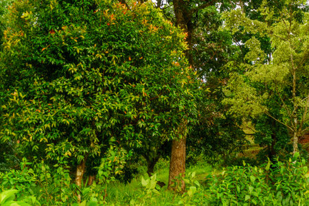 Beautiful morning view indonesia Panorama Landscape paddy fields with beauty color and sky natural lightの写真素材