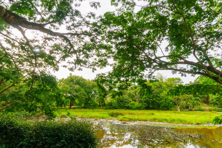 Beautiful morning view indonesia Panorama Landscape paddy fields with beauty color and sky natural lightの写真素材