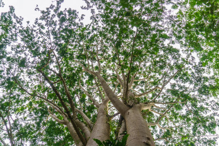 Beautiful morning view indonesia Panorama Landscape paddy fields with beauty color and sky natural lightの写真素材