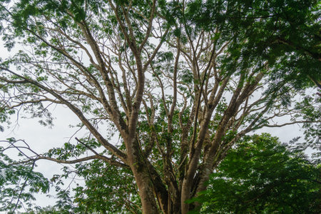 Beautiful morning view indonesia Panorama Landscape paddy fields with beauty color and sky natural lightの写真素材