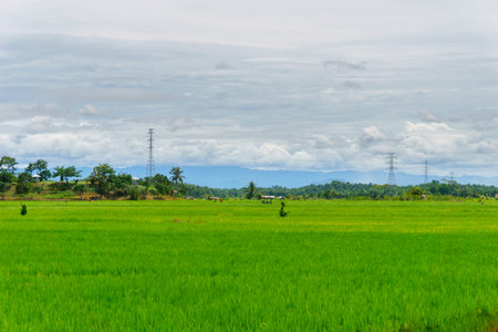 Beautiful morning view Panorama Landscape paddy fields with beauty color and sky natural lightの写真素材
