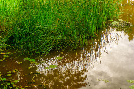 Beautiful morning view Panorama Landscape paddy fields with beauty color and sky natural light