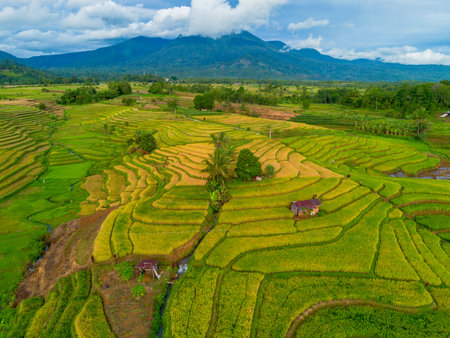 Beautiful morning view indonesia Panorama Landscape paddy fields with beauty color and sky natural lightの写真素材