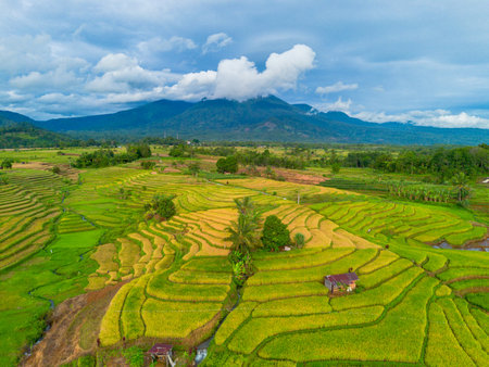 Beautiful morning view indonesia Panorama Landscape paddy fields with beauty color and sky natural lightの写真素材