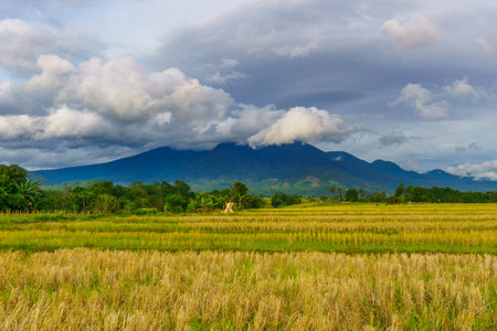 Beautiful morning view indonesia Panorama Landscape paddy fields with beauty color and sky natural lightの写真素材
