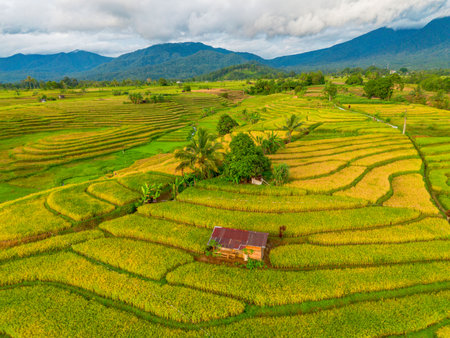 Beautiful morning view Indonesia Panorama Landscape paddy fields with beauty color and sky natural lightの写真素材
