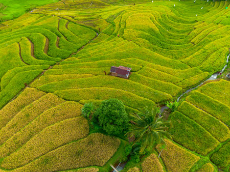 Beautiful morning view indonesia Panorama Landscape paddy fields with beauty color and sky natural...