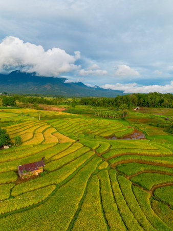 Beautiful morning view indonesia Panorama Landscape paddy fields with beauty color and sky natural lightの写真素材