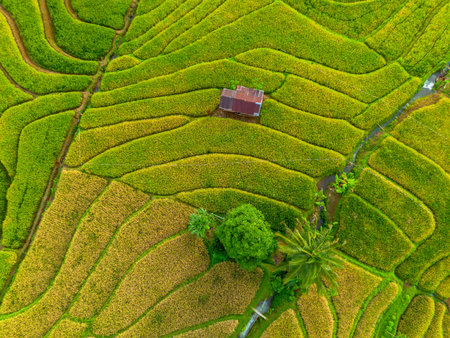 Beautiful morning view indonesia Panorama Landscape paddy fields with beauty color and sky natural lightの写真素材