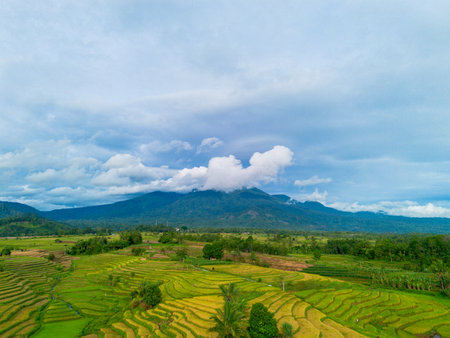Beautiful morning view in Indonesia. Panorama landscape of paddy fields with beautiful colors and natural light.の写真素材