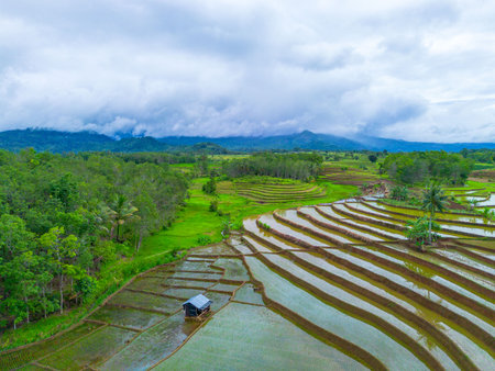 Beautiful morning view indonesia Panorama Landscape paddy fields with beauty color and sky natural lightの写真素材