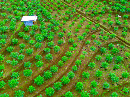 Beautiful morning view in Indonesia. Panorama Landscape paddy fields with beauty color and sky natural lightの写真素材