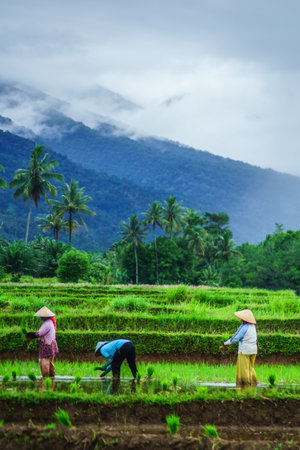 Beautiful morning view indonesia Panorama Landscape paddy fields with beauty color and sky natural lightの写真素材