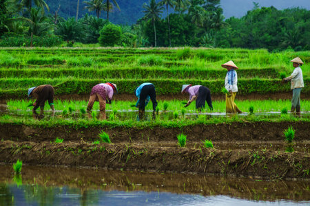 Beautiful morning view in Indonesia. Panorama landscape of paddy fields with beautiful colors and natural light.の写真素材