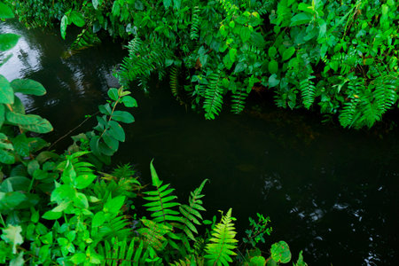 Beautiful morning view Panorama Landscape paddy fields with beauty color and sky natural lightの写真素材