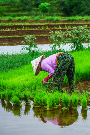 Beautiful morning view indonesia Panorama Landscape paddy fields with beauty color and sky natural lightの写真素材