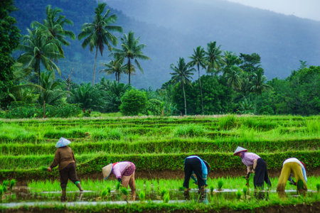Beautiful morning view indonesia Panorama Landscape paddy fields with beauty color and sky natural lightの写真素材