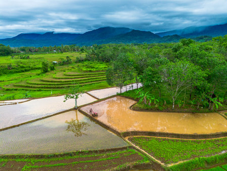 Beautiful morning view indonesia Panorama Landscape paddy fields with beauty color and sky natural lightの写真素材