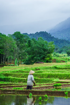 Beautiful morning view in Indonesia. Panorama landscape of paddy fields with beautiful colors and natural light.の写真素材