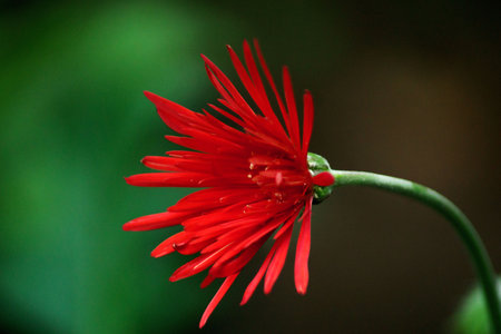 Beautiful morning view indonesia Panorama Landscape paddy fields with beauty color and sky natural lightの写真素材