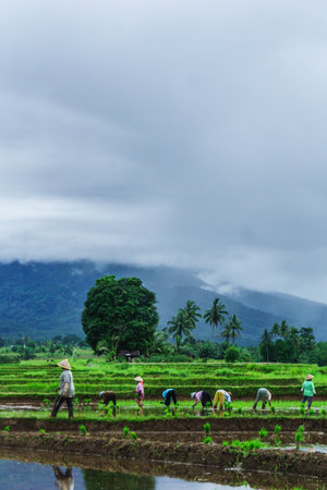 Beautiful morning view indonesia Panorama Landscape paddy fields with beauty color and sky natural lightの写真素材