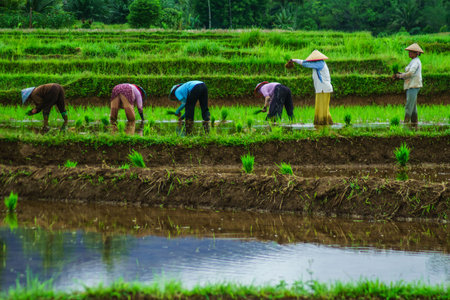 Beautiful morning view indonesia Panorama Landscape paddy fields with beauty color and sky natural lightの写真素材