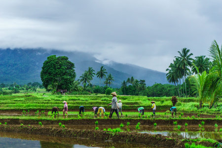 Beautiful morning view indonesia Panorama Landscape paddy fields with beauty color and sky natural lightの写真素材