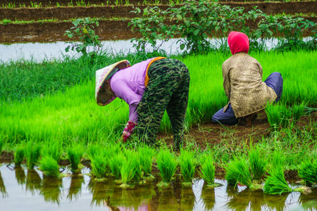 Beautiful morning view indonesia Panorama Landscape paddy fields with beauty color and sky natural lightの写真素材