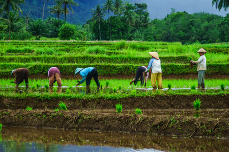 Beautiful morning view indonesia Panorama Landscape paddy fields with beauty color and sky natural lightの写真素材
