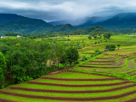 Beautiful morning view indonesia Panorama Landscape paddy fields with beauty color and sky natural lightの写真素材