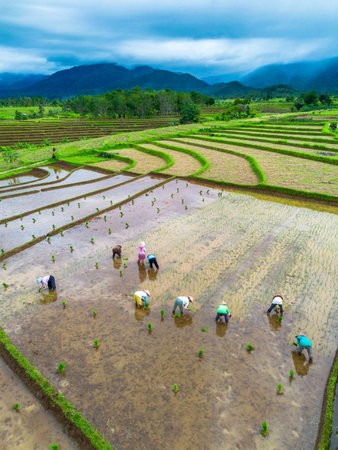 Beautiful morning view indonesia Panorama Landscape paddy fields with beauty color and sky natural lightの写真素材