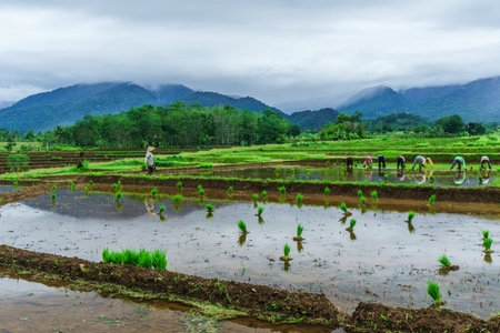 Beautiful morning view indonesia Panorama Landscape paddy fields with beauty color and sky natural lightの写真素材