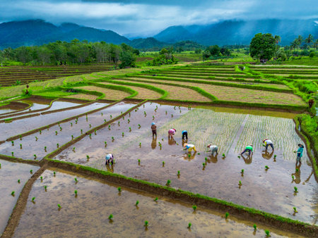 Beautiful morning view indonesia Panorama Landscape paddy fields with beauty color and sky natural lightの写真素材