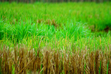 Beautiful morning view indonesia Landscape paddy fields with beauty color and sky natural lightの写真素材