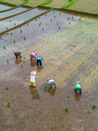 Beautiful morning view indonesia Panorama Landscape paddy fields with beauty color and sky natural lightの写真素材