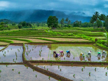 Beautiful morning view in Indonesia. Panorama landscape of paddy fields with beautiful colors and natural light.の写真素材
