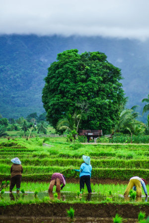 Beautiful morning view indonesia Panorama Landscape paddy fields with beauty color and sky natural lightの写真素材
