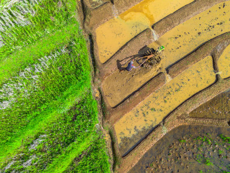 Beautiful morning view indonesia Panorama Landscape paddy fields with beauty color and sky natural lightの写真素材
