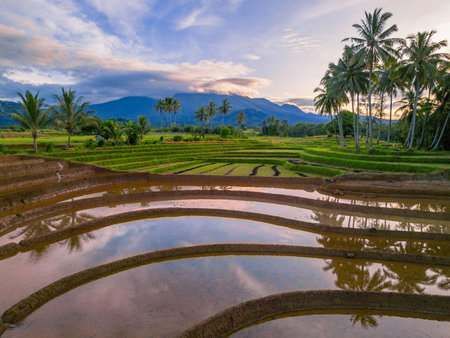 Beautiful morning view indonesia Panorama Landscape paddy fields with beauty color and sky natural lightの写真素材