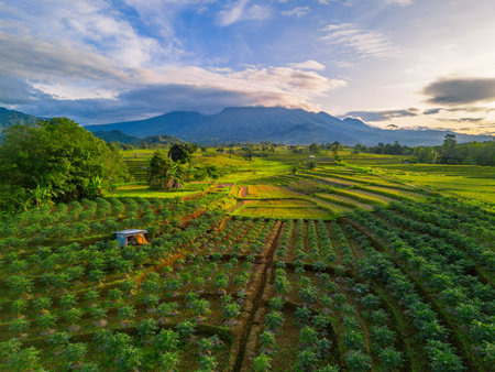 Beautiful morning view indonesia Panorama Landscape paddy fields with beauty color and sky natural lightの写真素材
